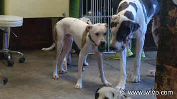 Erie County SPCA officials say to limit time outdoors for all animals during heatwave