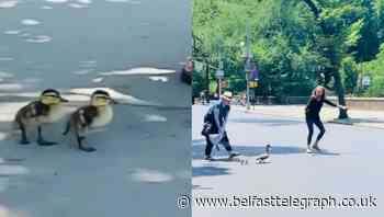 ‘Beautiful moment’ politician helps ducklings cross busy road