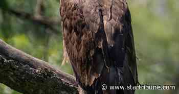 Young raptor that grew up on popular EagleCam is killed in flight