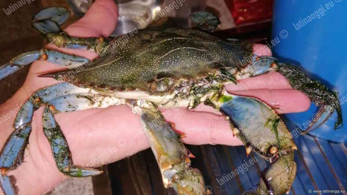Allarme granchio blu nelle acque pontine: pescato un esemplare a Rio Martino - latinaoggi.eu