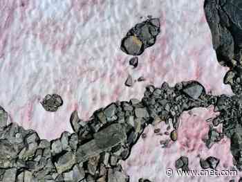 Strange pink snow in the Italian Alps might be a red flag     - CNET