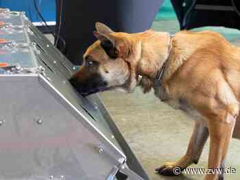 Bundeswehr testet Diensthunde als Corona-Schnüffler - Panorama - Zeitungsverlag Waiblingen