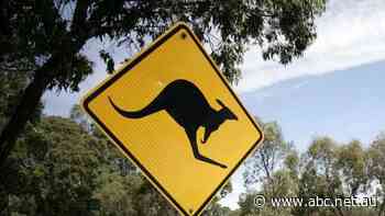 Fewer kangaroos being hit by cars in Canberra as rain keeps them fed and coronavirus keeps drivers home - ABC News