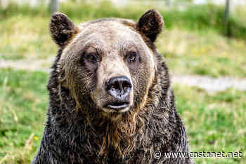 UBC study reveals what bears need when coexisting with humans - Kelowna News - Castanet.net