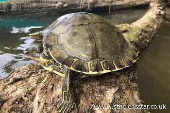 US federal government to decide on turtle protection - St Helens Star