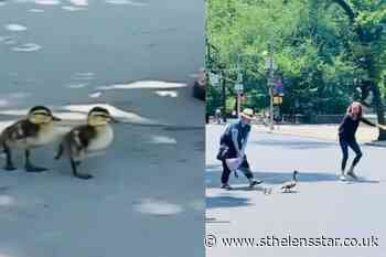 'Beautiful moment' politician helps ducklings cross busy road - St Helens Star