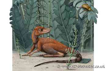 'Tiny bug slayer' may be related to dinosaurs - St Helens Star