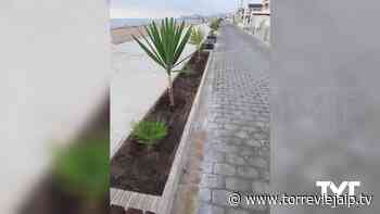 Plantan yucas, palmitos, taráis y palmeras en los paseos de las playas - torreviejaip.tv