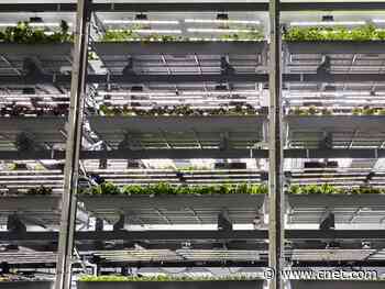 This vertical farm could be the answer to a future without water     - CNET