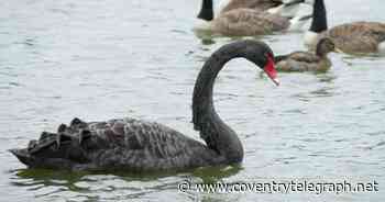 Rare black swan spotted on Nuneaton lake - Coventry Telegraph