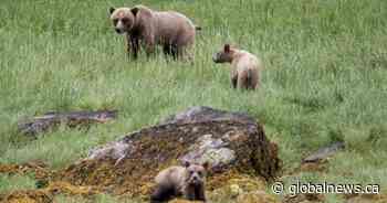 Bear population attempting to live alongside people, but its not enough: study