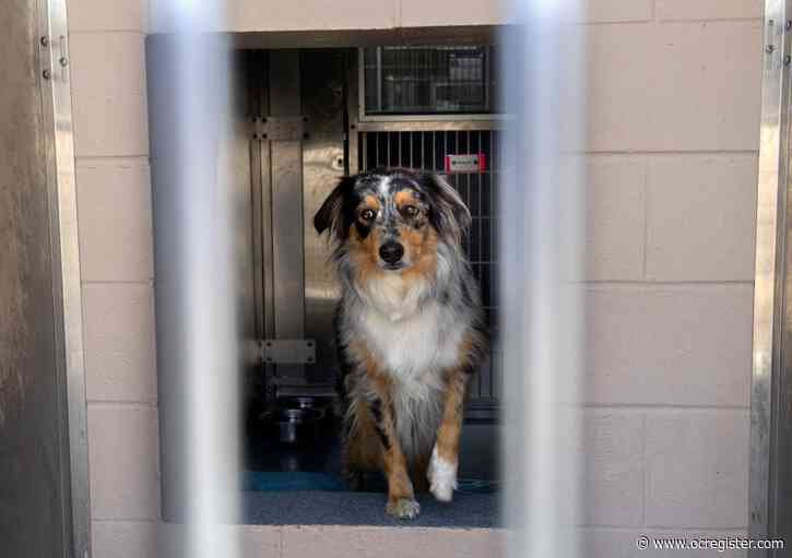 County animal shelter sees fewer lost dogs this Fourth of July