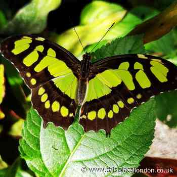 Bexley's Butterfly Jungles shuts its doors due to Covid-19