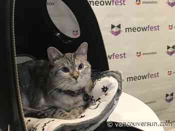 Five reasons to check out Meowfest