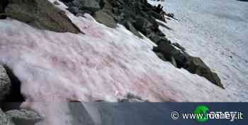 Italia, il mistero del ghiaccio rosa sulle Alpi preoccupa gli scienziati - Money.it