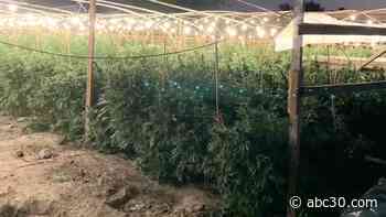 Thousands of marijuana plants seized from illegal grows in Merced County