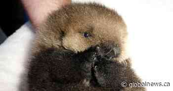 Tiny baby sea otter receiving around-the-clock care at marine rescue centre