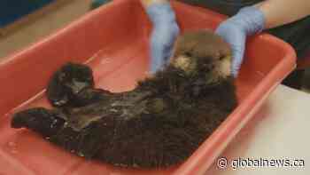 10-day old sea otter pup rescued off Vancouver Island