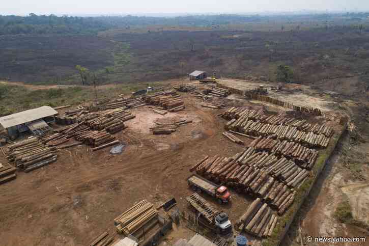 Brazil corporations urge action on illegal logging in Amazon