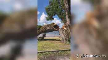 Dramatic video shows moment giant tree snaps near Vancouver sea wall