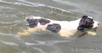 Alberta family sends out water warning after pet dies from suspected blue-green algae exposure