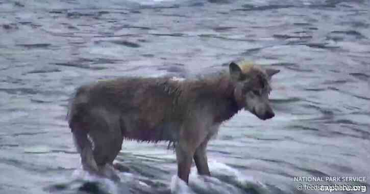 Hungry wolf shows up on bear cams, scarfs dozens of fish