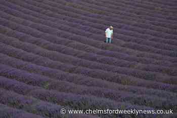 In Pictures: Purple haze as lavender blooms in Sussex - Chelmsford Weekly News