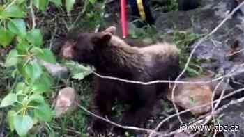 Bear captured on camera as it interrupts BBQ, is shot with tranquilizer and becomes dozy