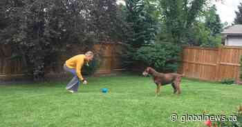 Calgary vet physically assaulted over sick guinea pig, altercation caught on camera