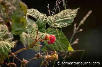 Growing Things: Address soil issues to keep grapes and raspberries growing - Edmonton Journal