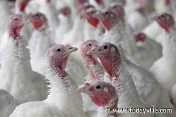 Two protesters get conditional discharge after Alberta turkey farm... - Todayville.com