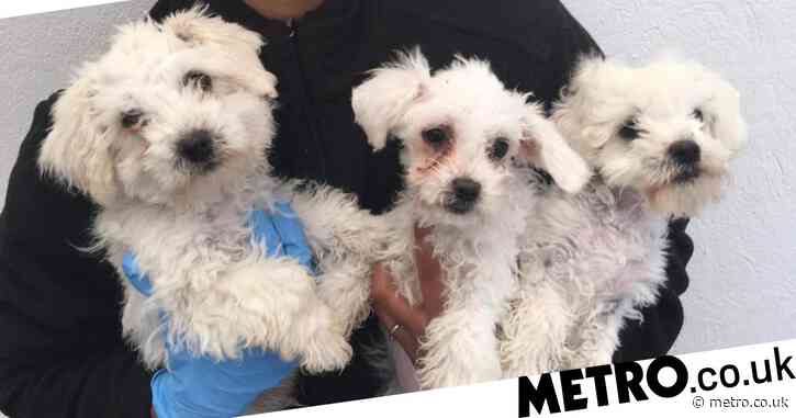 Puppies found covered in oil after being illegally smuggled into UK