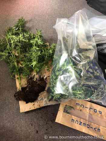 Plants discovered when officers went to address in Viscount Walk, Bournemouth