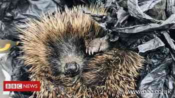 Baby hedgehogs trapped in plastic waste 'nest' rescued