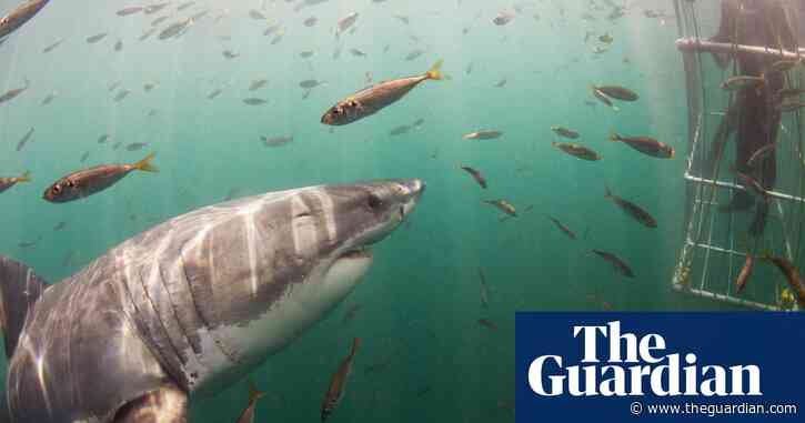 Great white vanishing act: where have South Africa's famous sharks gone?