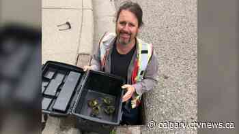 'Such a feel-good thing': 4 ducklings rescued from Calgary storm drain - CTV News