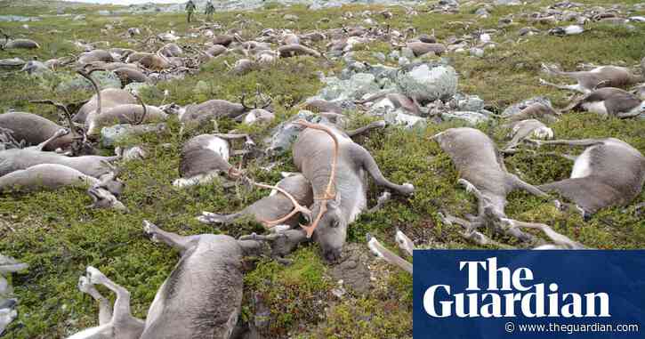 'Landscape of fear': what a mass of rotting reindeer carcasses taught scientists