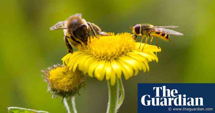 Halve UK pesticide use to save insects, say conservationists