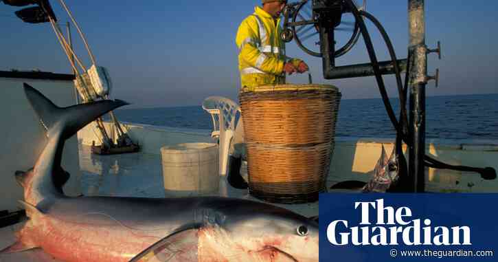 Seafood fraud: why your Mediterranean swordfish might actually be shark