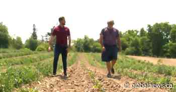 Ontario farmers ‘concerned’ as crops continue to die amid drought: ‘It’s bad’ - Globalnews.ca