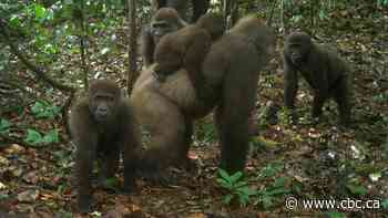 Rare gorillas in Nigeria captured on camera with babies