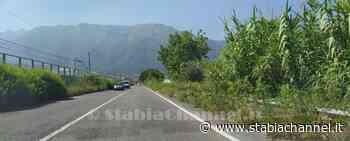 Castellammare - L'erba invade la corsia del raccordo autostradale, a quando una scerbatura? - StabiaChannel.it