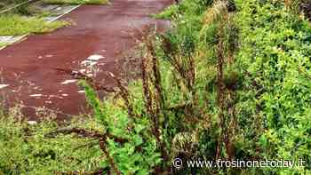 Isola del Liri, ex Baisi inghiottita dall'erba alta. Mauro Tomaselli chiede un intervento - FrosinoneToday