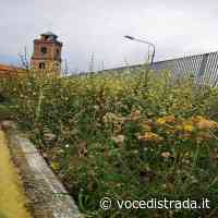 Albanella. Campo sportivo tra degrado, buche, rifiuti ed erba alta - Voce di Strada