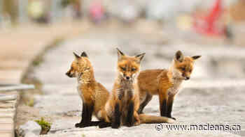 The tale of Toronto’s boardwalk foxes - Maclean's