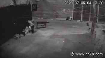 Toronto police release video in west end arson probe - CP24 Toronto's Breaking News