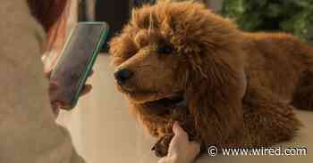 The Best Veterinary Telemedicine Services for Your Pet (2020)