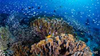 Protect one-third of world's oceans and land to deliver $500bn economic boost, scientists urge