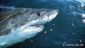 Why more great white sharks are showing up in Atlantic Canada