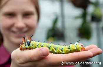 Megarups in vlindertuin Harskamp is grootste ter wereld: ‘Veel mensen schrikken’